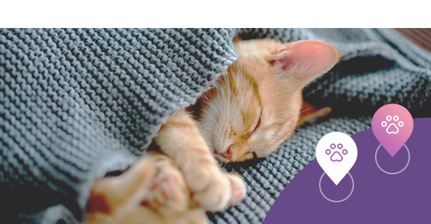 Pet Hotel Booking System for WordPress