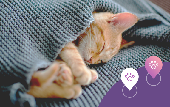 Pet Hotel Booking System for WordPress